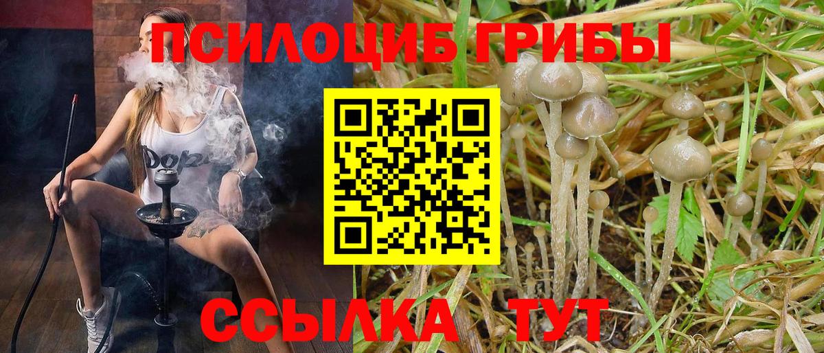 Псилоцибиновые грибы Cubensis Ачхой-Мартан